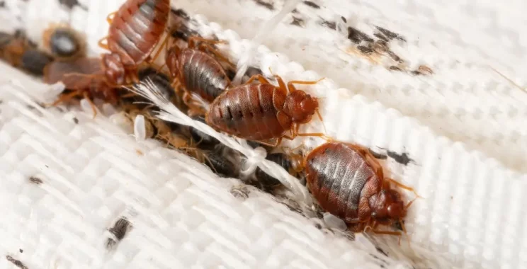 bed bugs on mattress